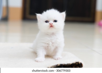 White Persian Kitten