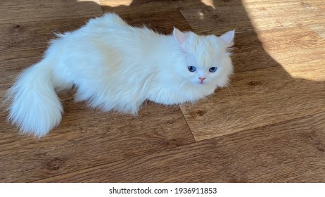 76 Albino House Cat Images Stock Photos Vectors Shutterstock