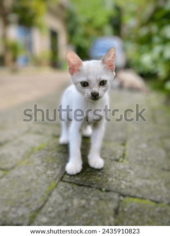 White Persian kitty is walking on paved yard.