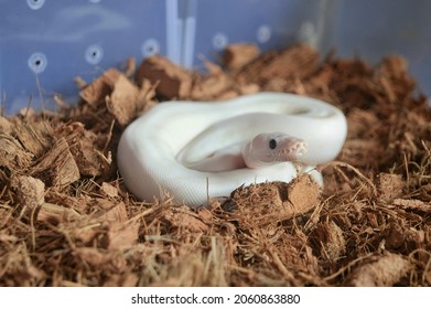 A White Pet Ball Python Coiled In A Moss Cage Photographed In A Plastic Container At A Snake Farm