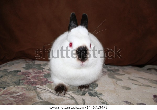 White Pet Rabbit Black Ears Nose Stock Photo Edit Now 1445713493