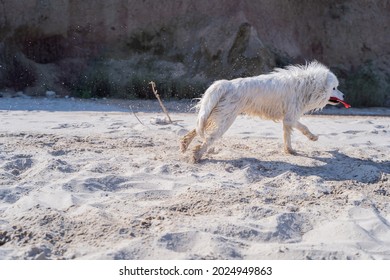  White Pet at The sea
