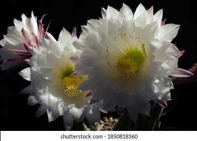White petals cactus flower with black background