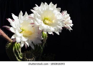 White petals cactus flower with black background