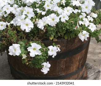 White Petunia Flowers In An Big, Round, Old, Aged Wooden Container