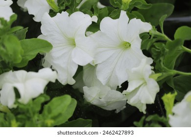 White petunia flowers bloom in the garden. Close up. - Powered by Shutterstock