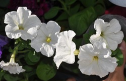 White Petunias In Pots On The Balcony. Flowers Grown From Seed. Spring Is Here, Summer Is Coming Soon. Decorating Homes. Flowers For The Garden.