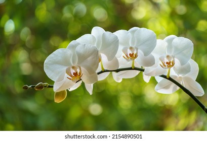 White phalaenopsis orchid flower on bokeh of green leaves background. Beautiful close-up of Phalaenopsis known as Moth Orchid or Phal. Nature concept for design. Place for your text. Selective focus.