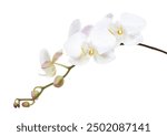 White Phalaenopsis Orchid, Moth Orchids isolated on white background, with clipping path                                                                                                                