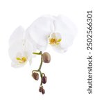 White Phalaenopsis Orchid, Moth Orchids isolated on white background, with clipping path                                                                                                                