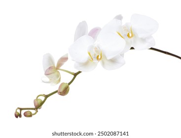 White Phalaenopsis Orchid, Moth Orchids isolated on white background, with clipping path                                                                                                                 - Powered by Shutterstock