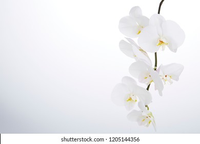 White Phalaenopsis orchid on white background - Powered by Shutterstock