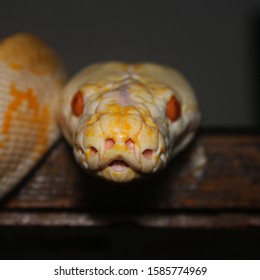 White Phase Albino Reticulated Python 