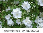 White Philadelphus 