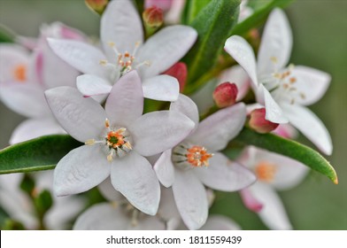 White Philotheca Myoporoides Flowers, On The Plant, Closeup.