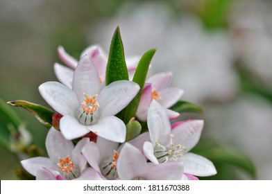 White Philotheca Myoporoides Flowers, On The Plant, Closeup.