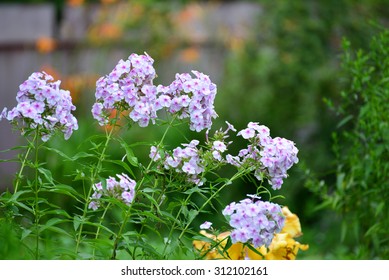 white Phlox flower is  genus of a flowering herbaceous plants