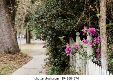 A White Picket Fence With Blooming Formosa Azalea Flower Bushes.