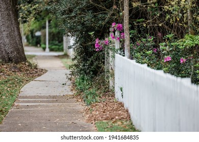 A White Picket Fence With Blooming Formosa Azalea Flower Bushes Near A Sidewalk.