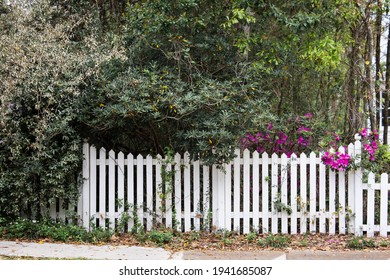 A White Picket Fence With Blooming Formosa Azalea Flower Bushes.