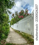 A white pickett fence lines the sidewalk with pretty tropical plants on a sunny day in Hope Town, Bahamas