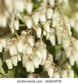 Pieris Japonica Bilder Stockfotos Und Vektorgrafiken Shutterstock