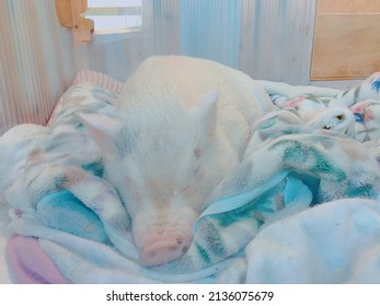 Ein weißes Schwein, das auf einer Decke schläft, Foto durch klares Glas. (Foto unscharf)