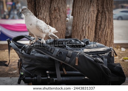 white pigeon bird stand on huge black camera bag 