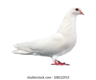 36,736 Dove sitting Images, Stock Photos & Vectors | Shutterstock