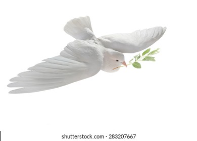 white pigeon in flight on a white background with an olive branch
