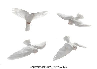 white pigeon flying png