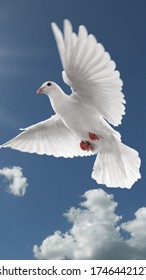 White Pigeon Fly In The Sky So Very Attractive Image