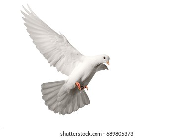 White Pigeon Flying Isolated On White , Bird Of Peace, Religious Symbolism