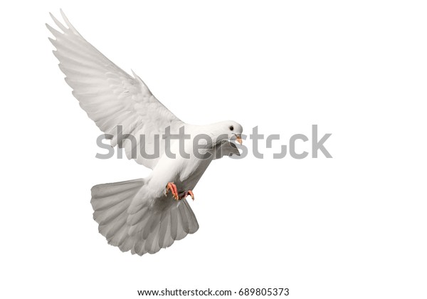 白い背景に白いハトが飛ぶ 平和の鳥 宗教的象徴 の写真素材 今すぐ編集