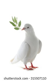 white pigeon on a white background with an olive branch