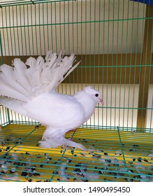 white pigeon on the reack