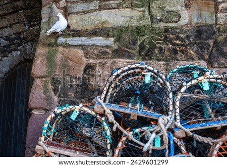 A white pigeon on a stone wall of a harbor                               