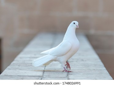 White Pigeon On Wall Old Stone. White Dove. The Symbol Of Freedom.