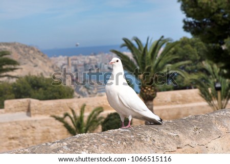 White pigeon standing on stone wall of fortress. Romantic scene, bird symbolizes freedom. Wedding concept. Beautiful, big palm trees in background. Alicante, Spain.