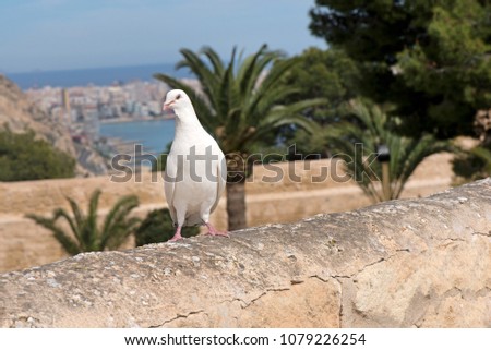 White pigeon standing on stone wall of fortress. Romantic scene, bird symbolizes freedom. Wedding concept. Beautiful, big palm trees in background. Alicante, Spain