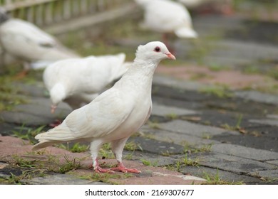 3,693 Dovecot pigeon Images, Stock Photos & Vectors | Shutterstock