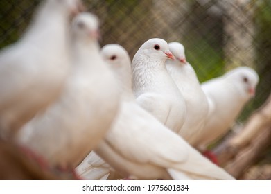 White Pigeons In Captive Breeding Cage. 