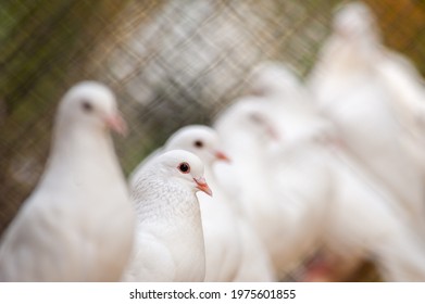 White Pigeons In Captive Breeding Cage. 