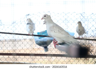 White Pigeons In Captive Breeding Cage.