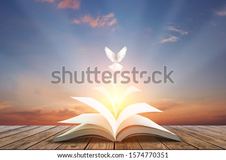 White pigeons fly out of books that are flicked by the wind in beautiful light on sunset background