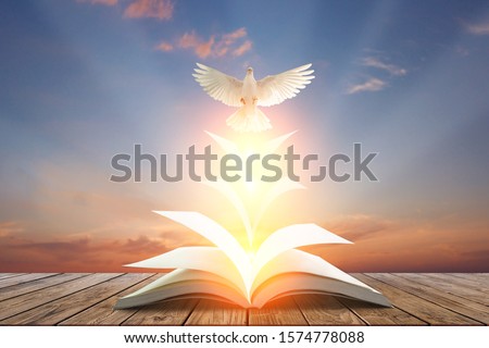 White pigeons fly out of books that are flicked by the wind in beautiful light on sunset background