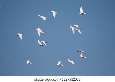 White Pigeons Flying at blue sky - Powered by Shutterstock