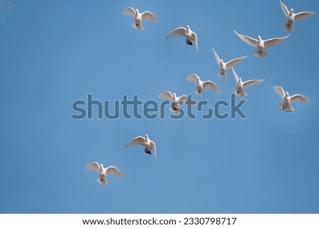 White Pigeons Flying in cross symbol