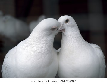 White pigeons in love kissing