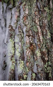 White Pine Bark And Lichen Detail With Icy Rind 